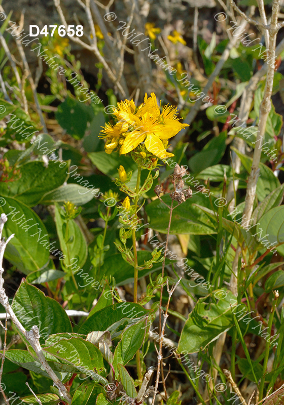 Common St. John's-wort (Hypericum perforatum)